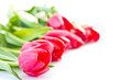 Red Tulips