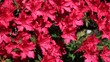 Rote Azalee Rote Azalee
