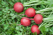 Photo: Five red radishes on the grass Five red radishes on the grass
