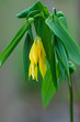 Hanging Bells