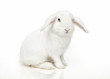 Foto: Bunny Bunny