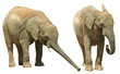 Photo: Elelphants Elelphants
