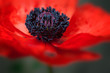 Poppy Macro