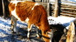 Video: Time lapse of cow feeding in the winter snow paddock Time lapse of cow feeding in the winter snow paddock