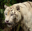 tigre blanc
