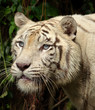 tigre blanc