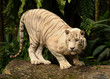 tigre
