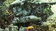 Video: Aquarium of exotic fish Aquarium of exotic fish