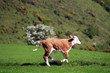 Young calf running on Selworthy Beacon in Exmoor Young calf running on Selworthy Beacon in Exmoor