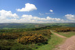 Path through gorse on Selworthy Beacon in Exmoor Path through gorse on Selworthy Beacon in Exmoor