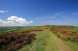 Path through gorse on Selworthy Beacon in Exmoor Path through gorse on Selworthy Beacon in Exmoor
