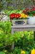Pretty potted daisy