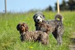 Oscar und Susi