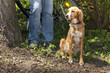 Irish Setter