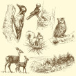 Vector: wild animals wild animals
