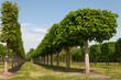 Platanen und Linden in einer Baumschule