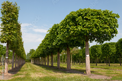 Photo: Platanen und Linden in einer Baumschule Platanen und Linden in einer Baumschule