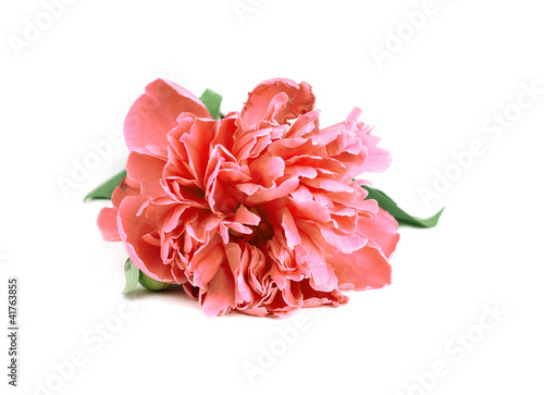 Photo: One Pink Peony with leafs on white background One Pink Peony with leafs on white background