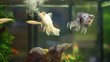 Video: Tete de lion oranda Tete de lion oranda