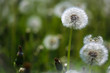 The blowballs on meadow
