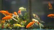 Video: Fish .. Fish ..