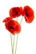 Coquelicots