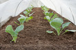 Seedlings under cover in the spring