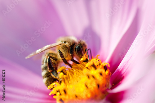 Photo: Bee on cosmos flower Bee on cosmos flower