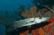 sxm7