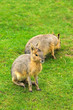 Patagonian Hare