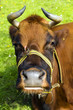 Large brown bull with horns
