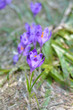 Group of beautiful blooming purple Group of beautiful blooming purple