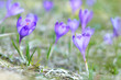 Violet crocuses growing Violet crocuses growing