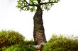 Fir tree in the middle of nature with branches and grass green