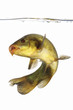 colored fish swimming free, carp, tench