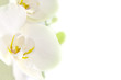 Foto: orquídea blanca sobre fondo blanco orquídea blanca sobre fondo blanco