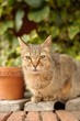 Cat Portrait