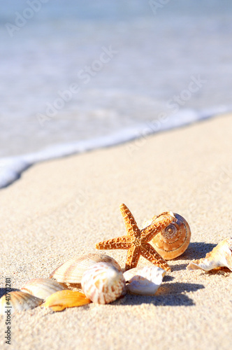 Foto: Starfish on the Beach Starfish on the Beach