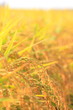 稲穂　ears of rice