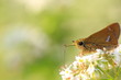 ソバの花の蜜を吸う蝶　 butterfly