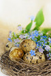 quail eggs in the nest and forget-me-not quail eggs in the nest and forget-me-not
