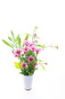 菊