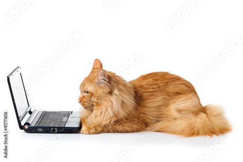 Photo: Maine Coon cat on white background. Maine Coon cat on white background.