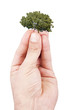 mano con árbol