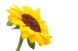 Sunflower isolated on white background