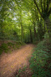 Path in the forest