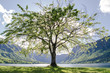 Tree Tree