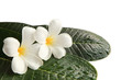 white frangipani flowers on green leaves
