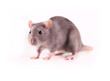 Rat isolated