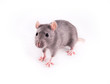 Rat isolated